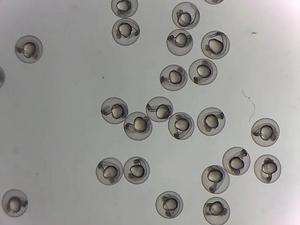 Zebrafish Embryos