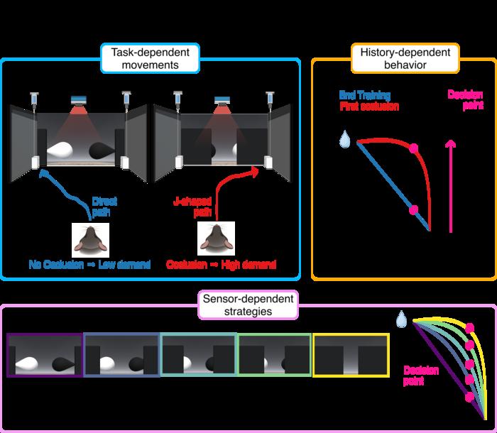 Visual uncertainty shapes active information-seeking in mice