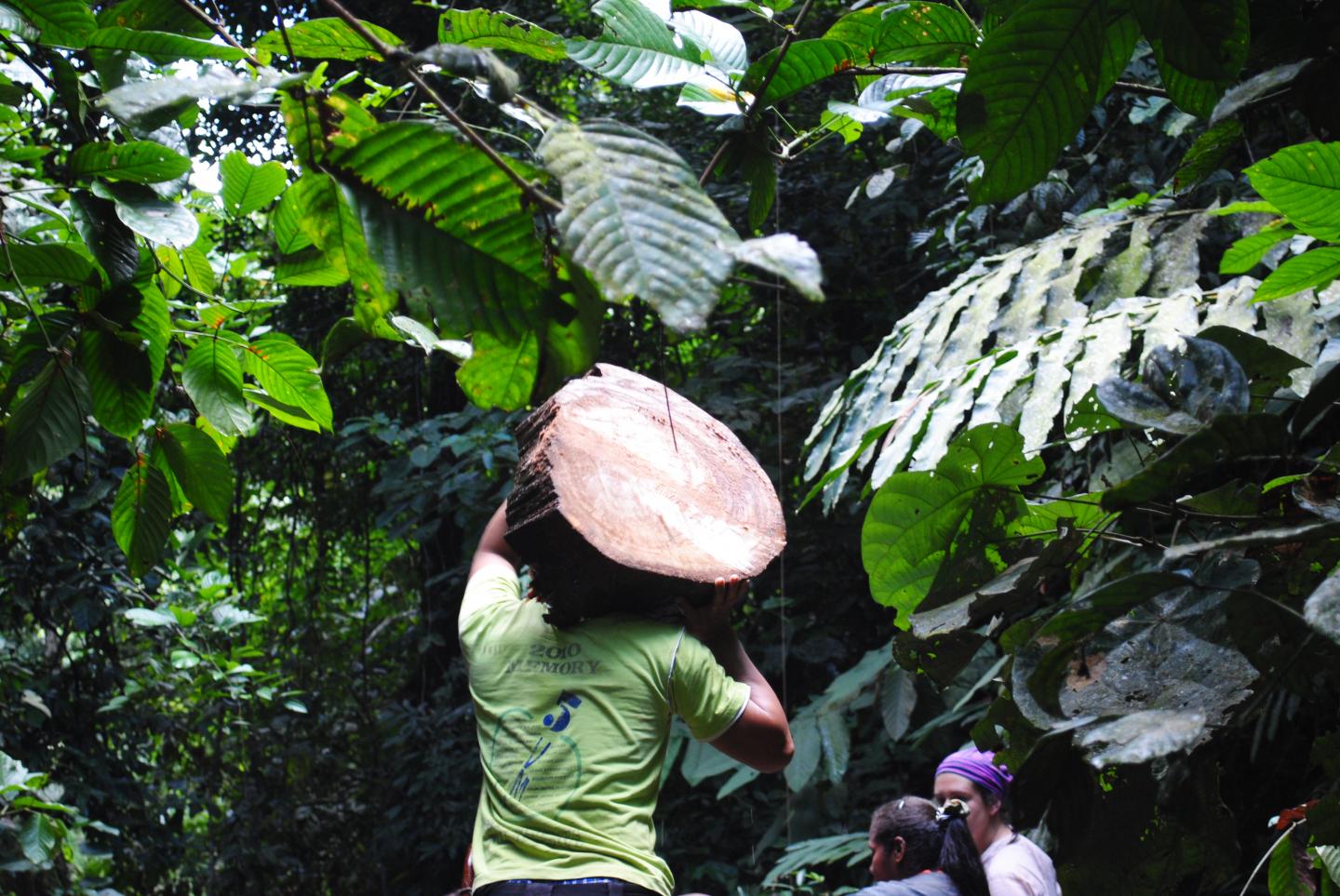 Carrying Dead Wood