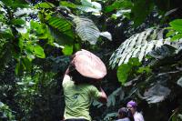 Carrying Dead Wood