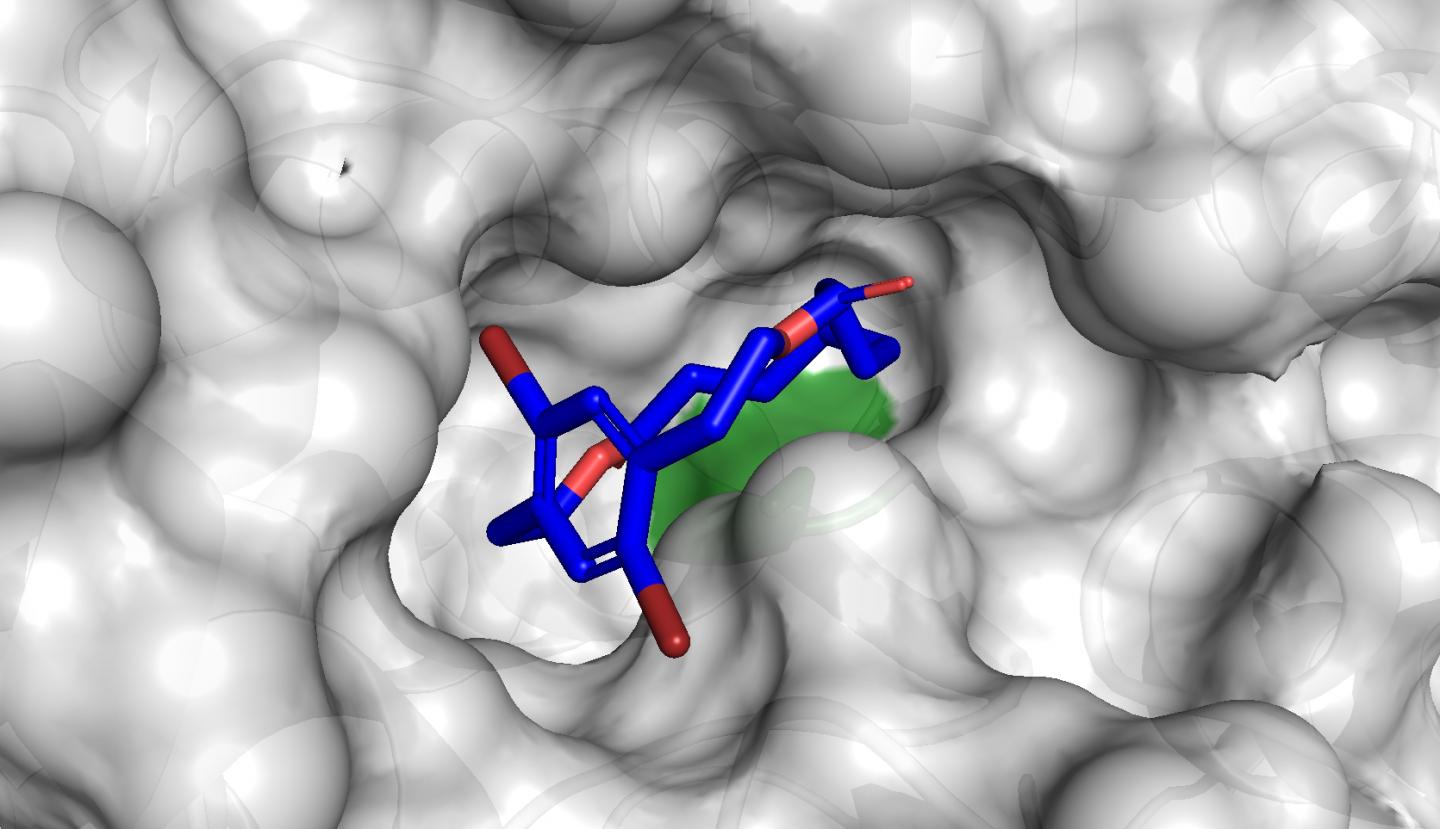 Macrocycle in Enzyme