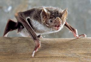 Bats, geographic isolation and evolutionary divergence