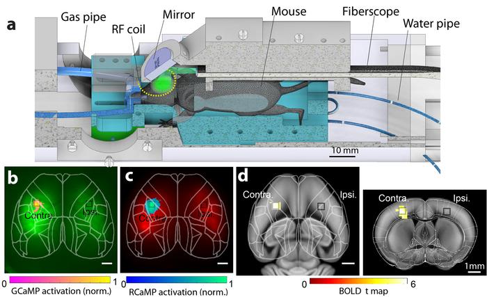 Figure | Working principle of HyFMRI and in vivo experimental results.