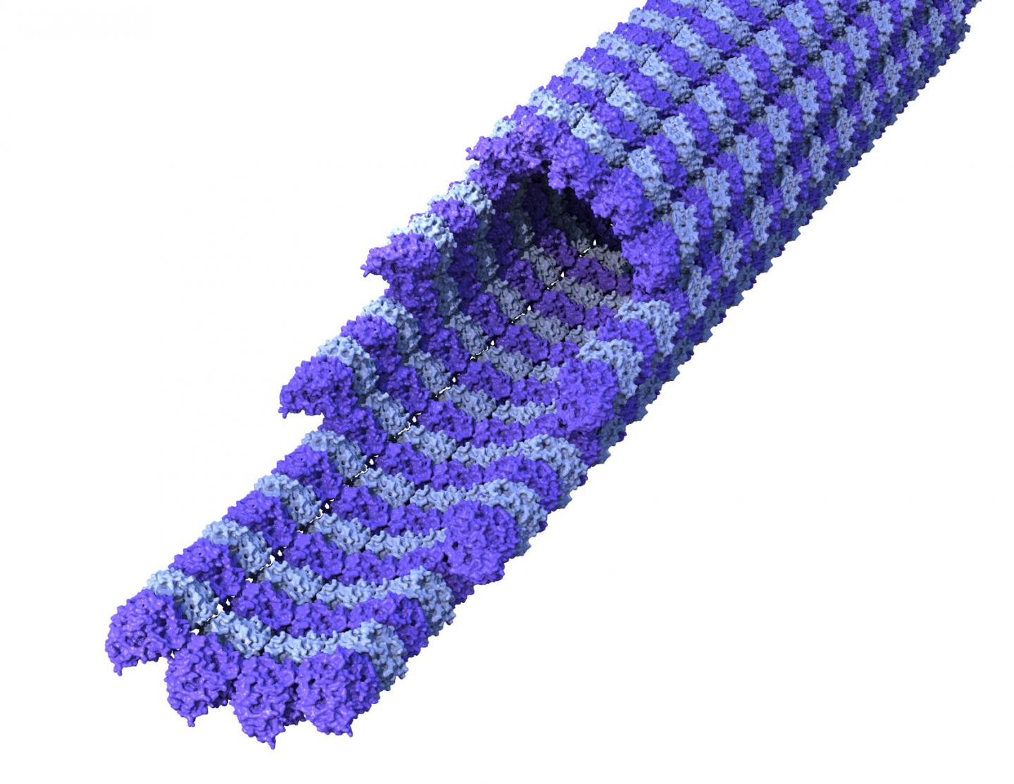 Graphic of microtubules