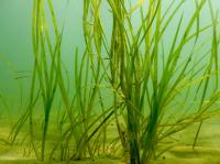 Seagrass Nursery Habitat