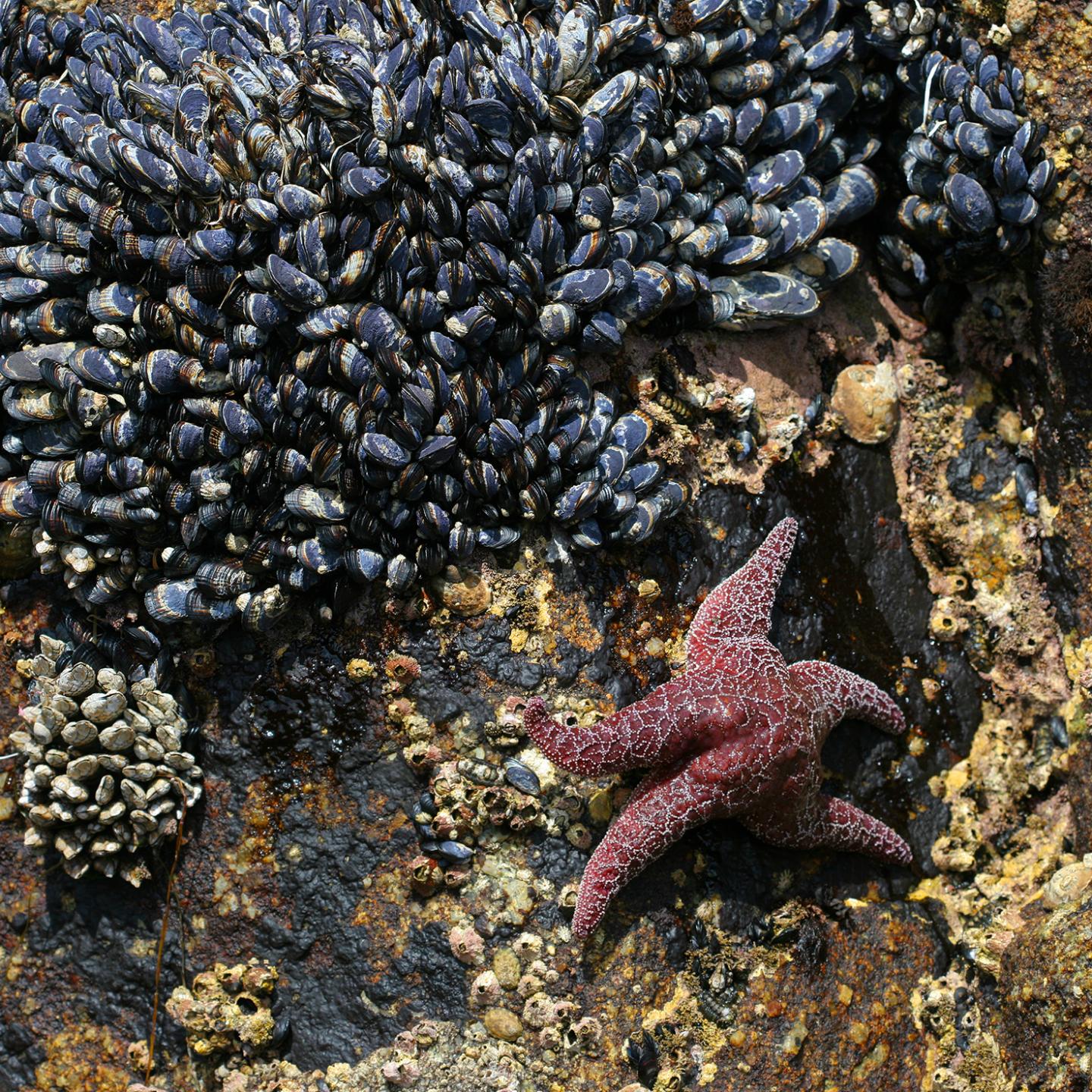 Lubricant-Infused Material is a Slick Trick Against Mussels