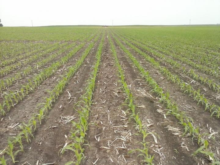 Sweet Corn