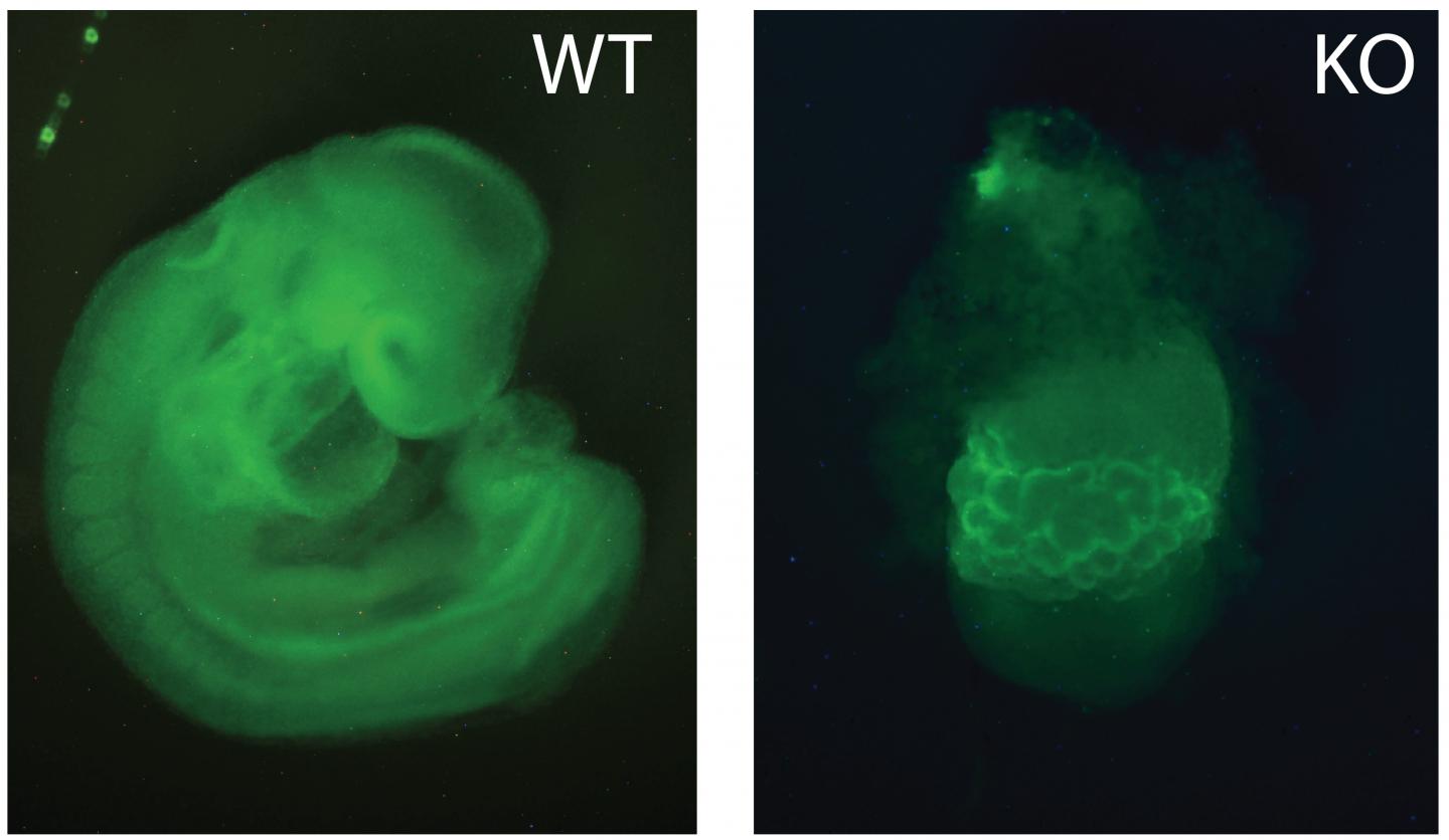 Embryonic Day 9