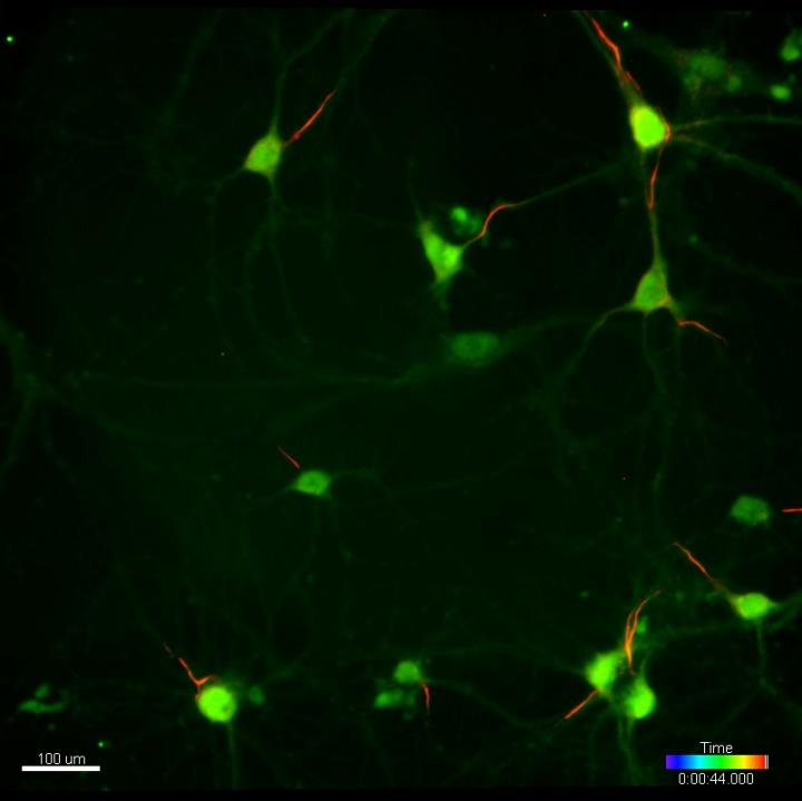 Fluorescent Labeling