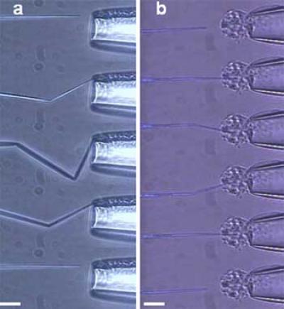 Carbon Micropipettes