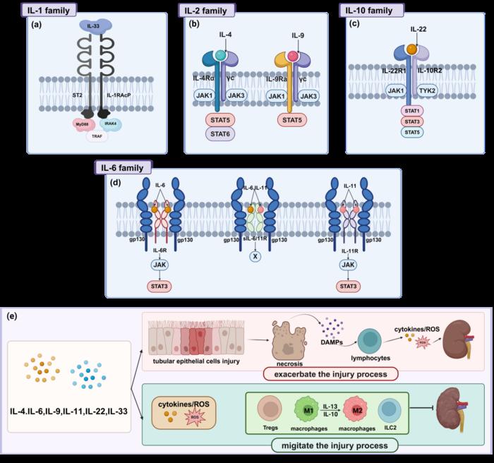 Figure 4. Mechanisms of Dual-Function Interleukins in Modulating AKI Pathogenesis
