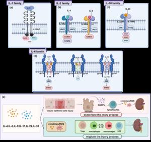 Figure 4. Mechanisms of Dual-Function Interleukins in Modulating AKI Pathogenesis