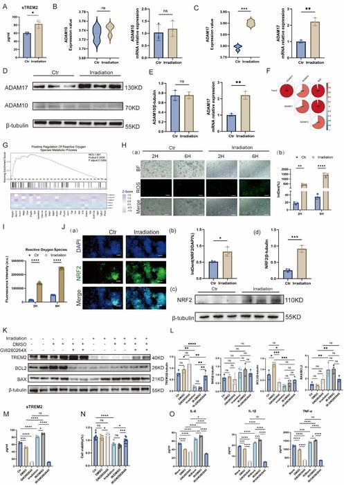 Figure 1:Radiation-induced ROS–NRF2–ADAM17–mediated TREM2 shedding results in TREM2 deficiency, thereby impairing macrophage polarization and radioresistance.