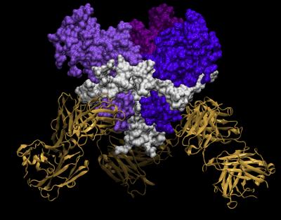 Weak Spot on Deadly Ebolavirus