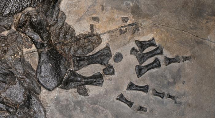 Gerrothorax fossil Holotype Left Hand