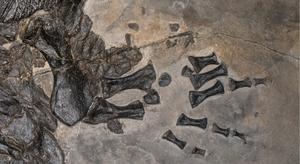 Gerrothorax fossil Holotype Left Hand