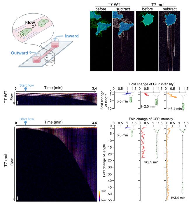 Fig.3