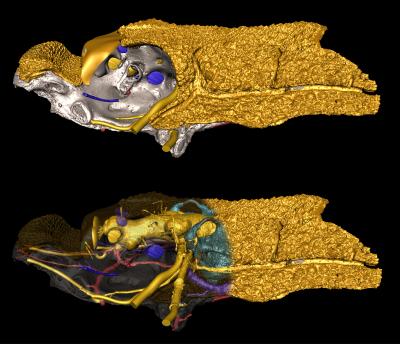 Fossil Fish <i>Romundina</i> -- Lateral View