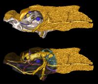 Fossil Fish <i>Romundina</i> -- Lateral View