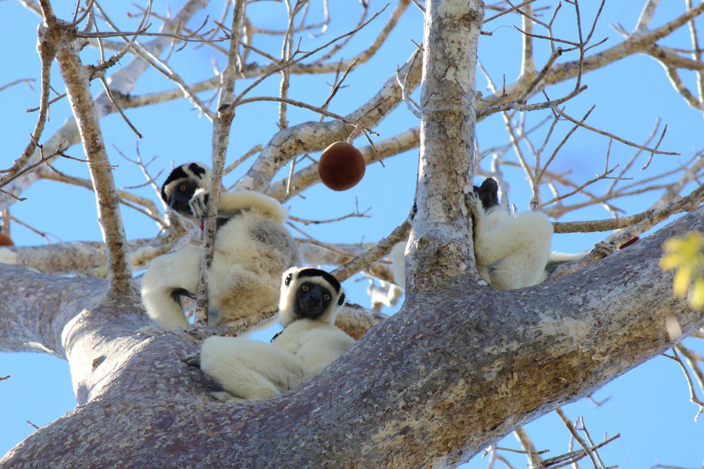 Lemur Group