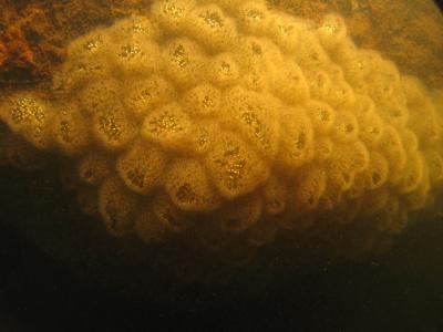 <i>Bryozoan</i> Feeding
