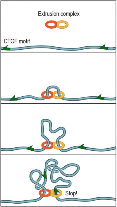 Extrusion Complex