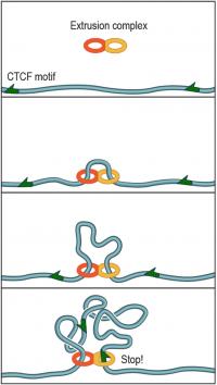 Extrusion Complex