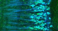 Histology of Turtle Neurons