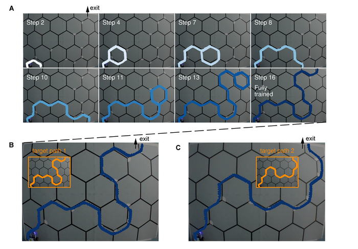 Human-like brain helps robot out of a maze