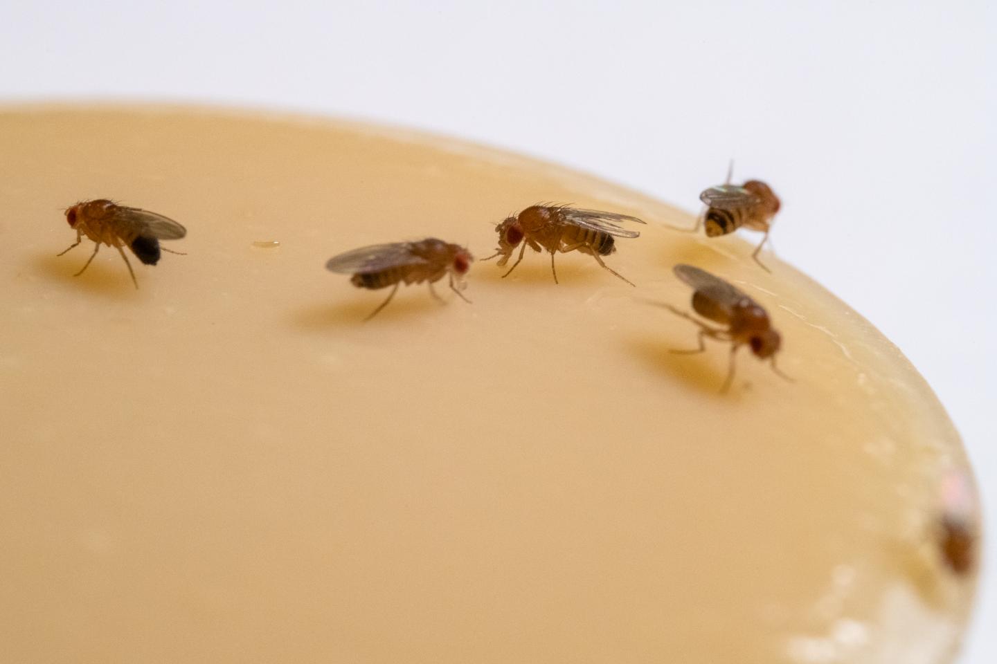 Fruit flies