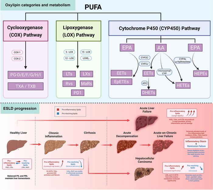 Advancements in Understanding the Role of Oxylipins in Liver Injury and Liver Failure