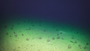 sea pens