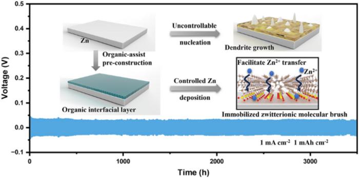 Immobilizing Zwitterionic Molecular Brush in Functional Organic Interfacial Layers for Ultra-Stable Zn-Ion Batteries
