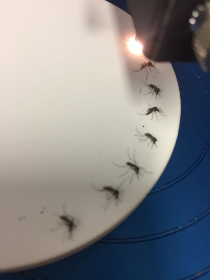 Zika NIRS Photo