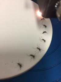 Zika NIRS Photo