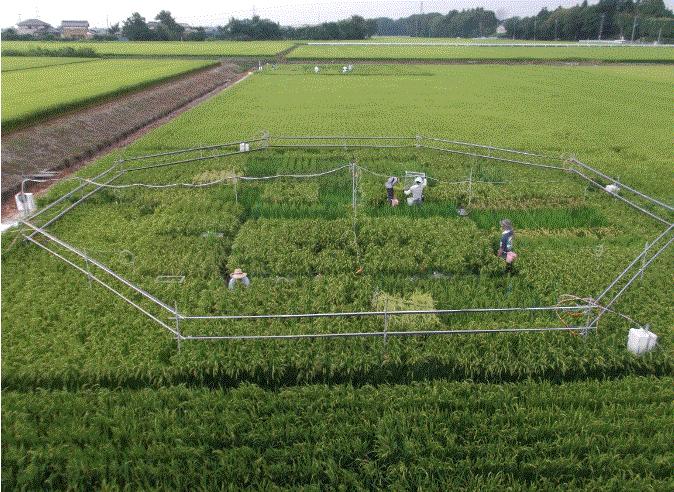 Rice Field in Japan