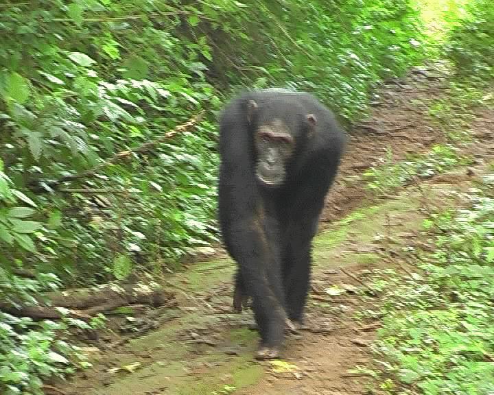 Chimpanzees Make Extra Effort to Alert Others Unaware of Danger (2 of 7 ...