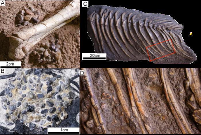 Gastroliths preserved with dinosaur fossils