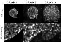 The Plant Cell Nuclear Lamina Is Built with a Web of Crowded Nuclei Proteins
