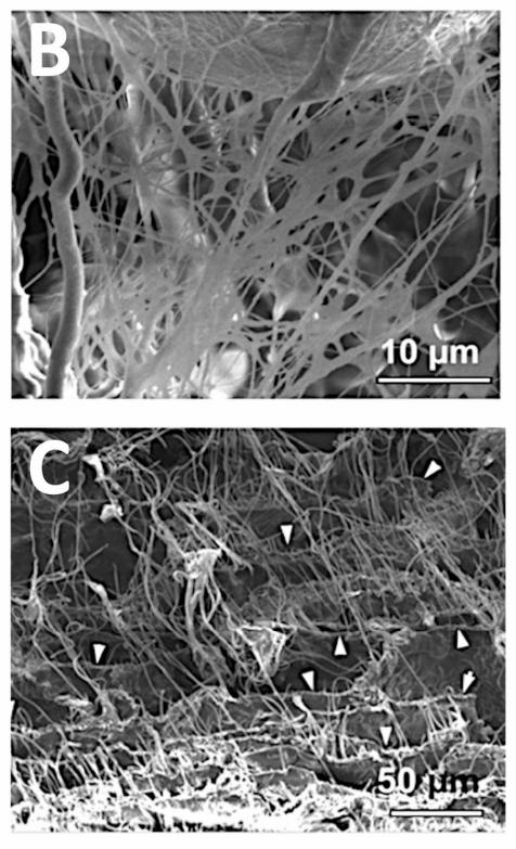 An Injectable Composite Material Reconstructs Damaged Soft Tissue in Rabbits (1 of 8)
