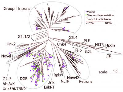 Genetic Variation in Human Gut Viruses