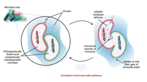 horizontal gene transfer.jpg