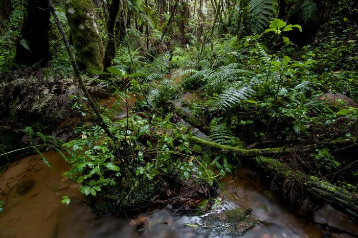Nectophrynoides species are often found near rainforest streams in the Eastern Arc mountains of Tanzania. Photo credit: Michele Menegon