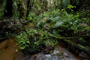 Nectophrynoides species are often found near rainforest streams in the Eastern Arc mountains of Tanzania. Photo credit: Michele Menegon