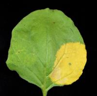 Hoja de tabaco con acumulación de carotenoides.