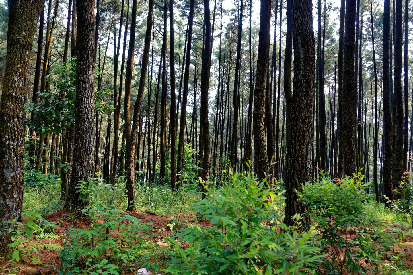 Forest