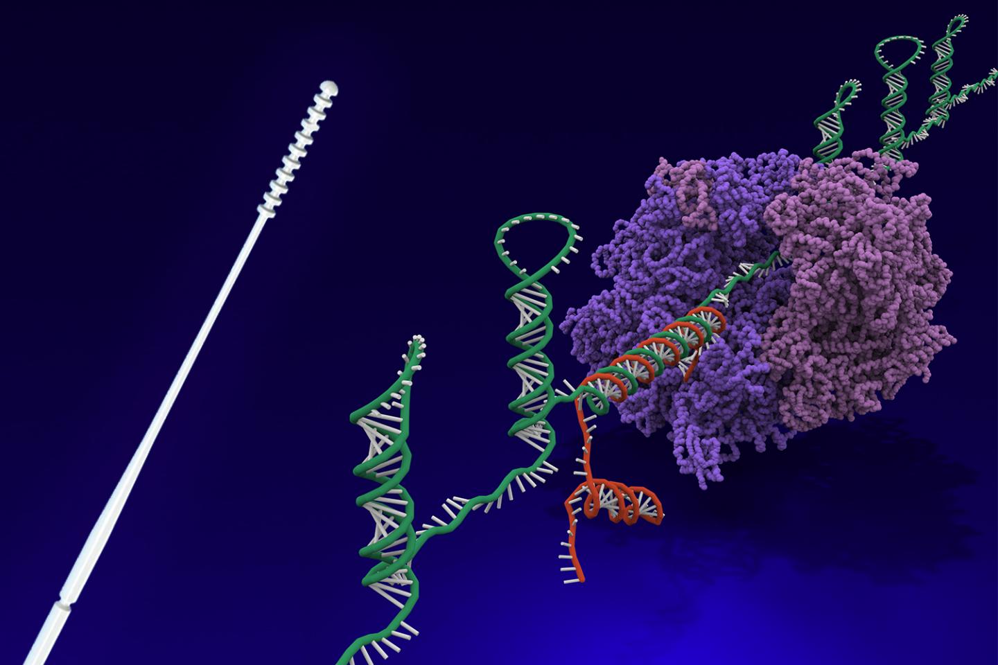 Wyss Institute's nasal swab and toehold switch technology are licensed to Agile Biodetection