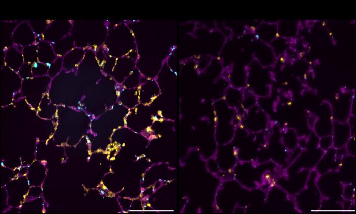 Partial depletion of the GPVI receptor