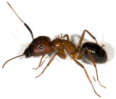 A Tale of 2 Ant Genomes (1 of 6) [IMAGE] | EurekAlert! Science News ...