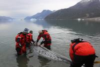 Narwhal Measurements